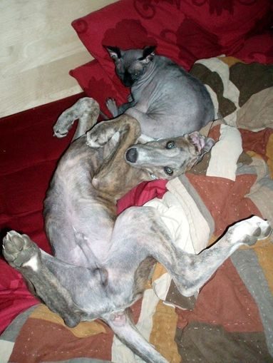 Two dogs are laying on the floor together.